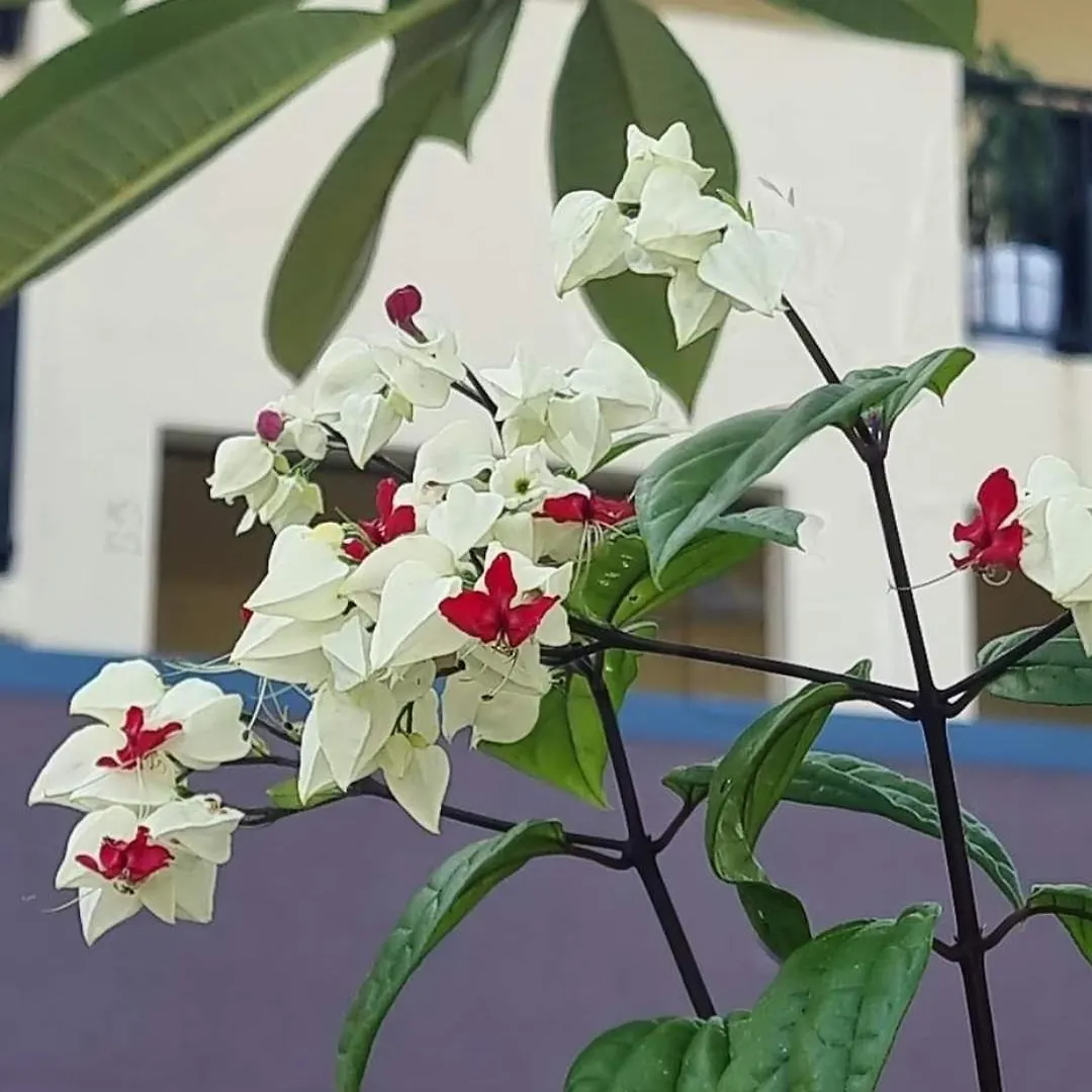 Daire Jds Tropical Stays Cairns